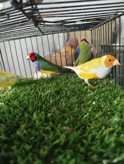 Goldian,s ready to breed pairs for sale