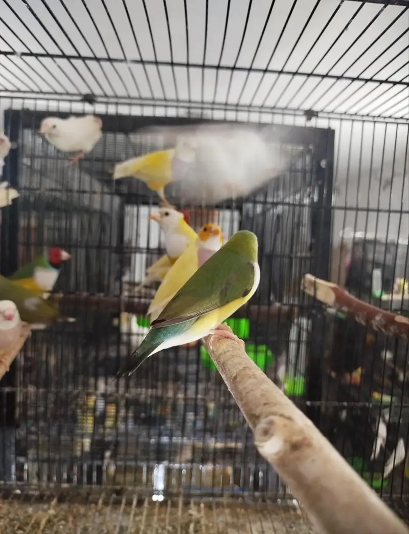 Goldian,s ready to breed pairs for sale — photo 2