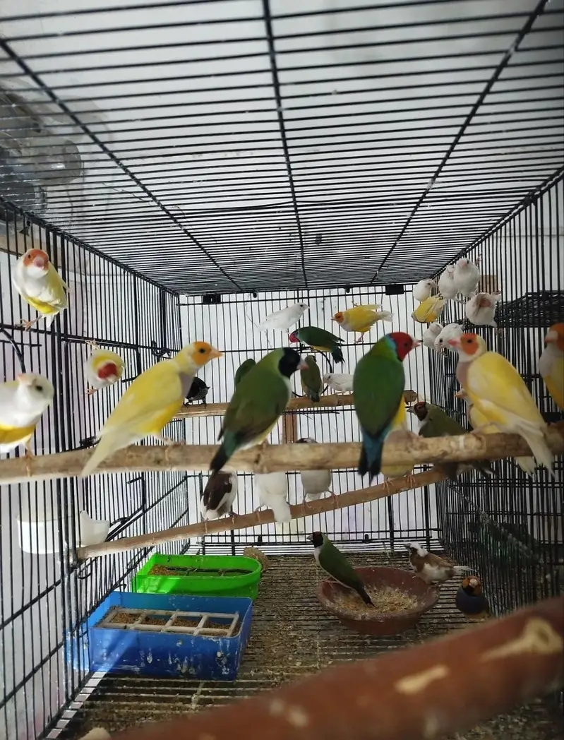 Goldian,s ready to breed pairs for sale — photo 3