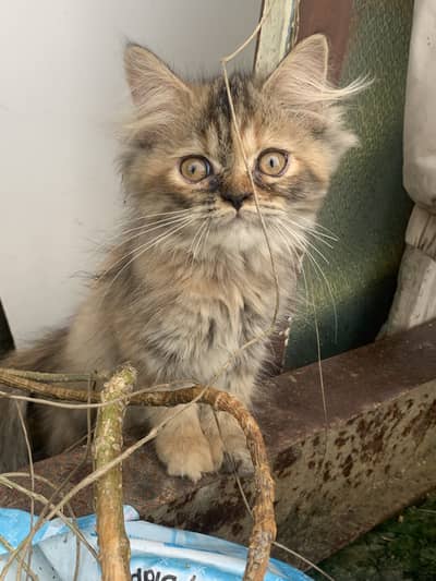 Pure Persian Triple Coat Calico Kitten For Sale - Healthy & Playful -