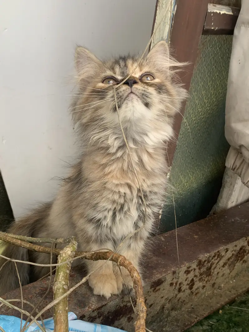 Pure Persian Triple Coat Calico Kitten For Sale - Healthy & Playful - — photo 2