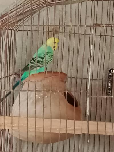 Rambo parrot