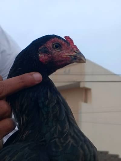 available for sale or exchange with desi chickens