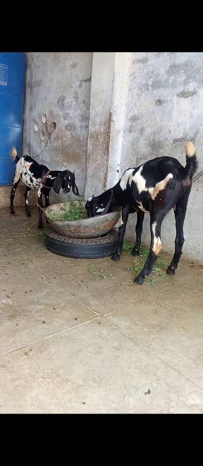 two goats desi healthy and active