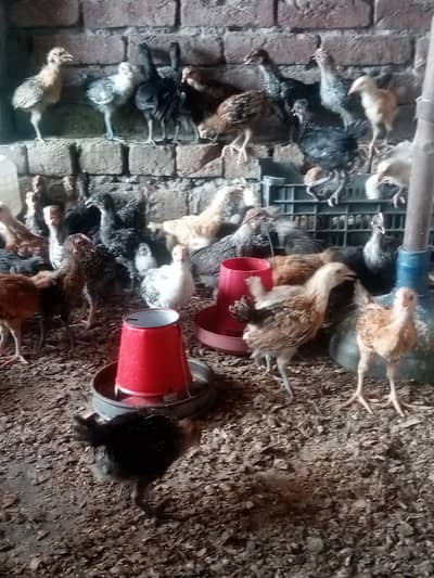 Golden misri chicks Available