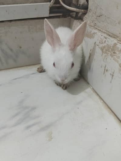  Baby Rabbits for Sale — Karachi 