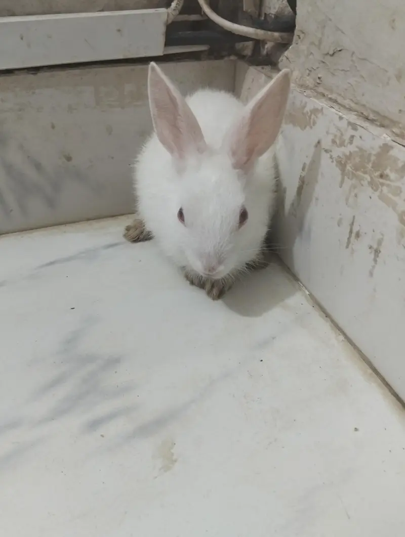  Baby Rabbits for Sale — Karachi 
