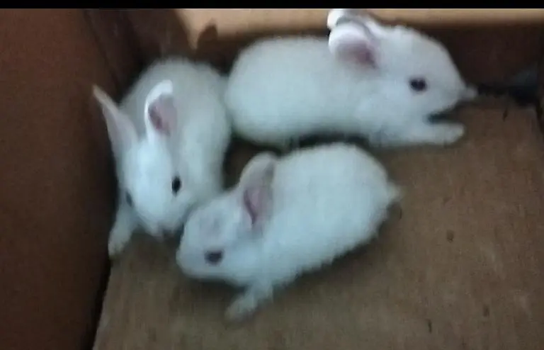 Baby Rabbits for Sale — Karachi  — photo 2
