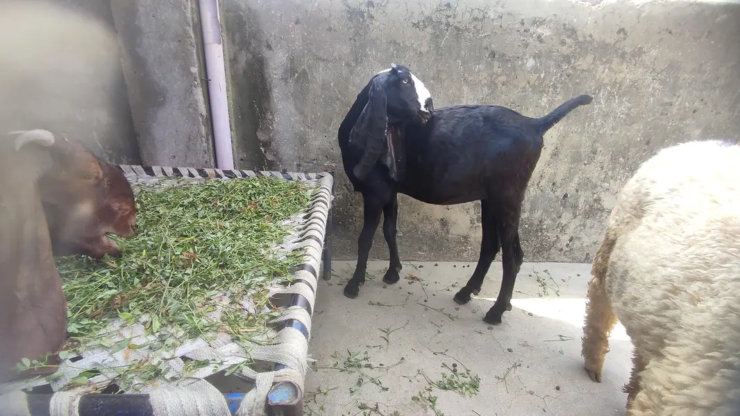 2 beetal goats female for sell — photo 4