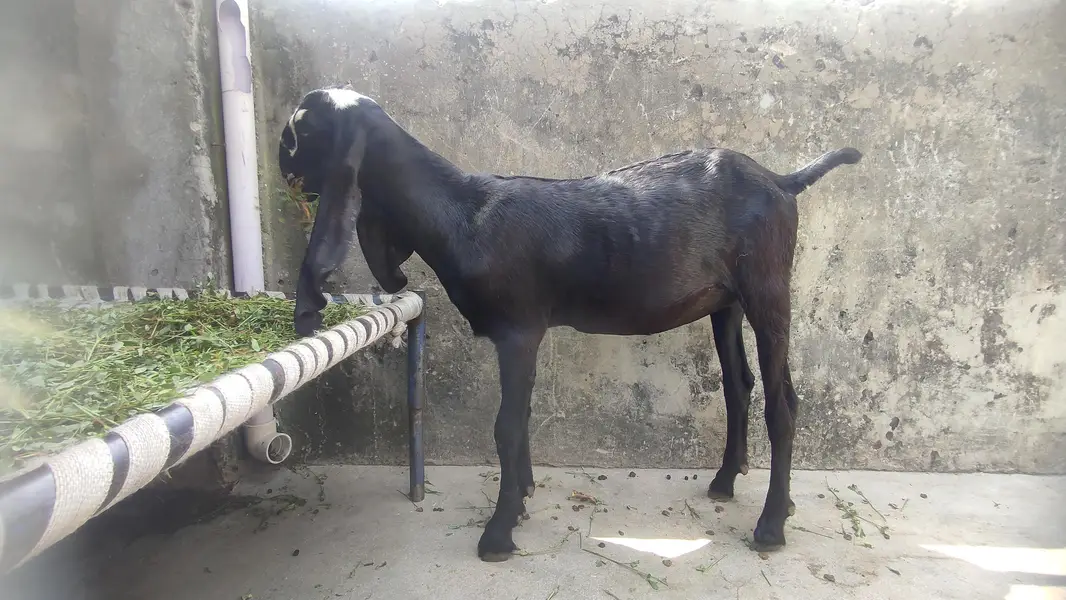 2 beetal goats female for sell — photo 5