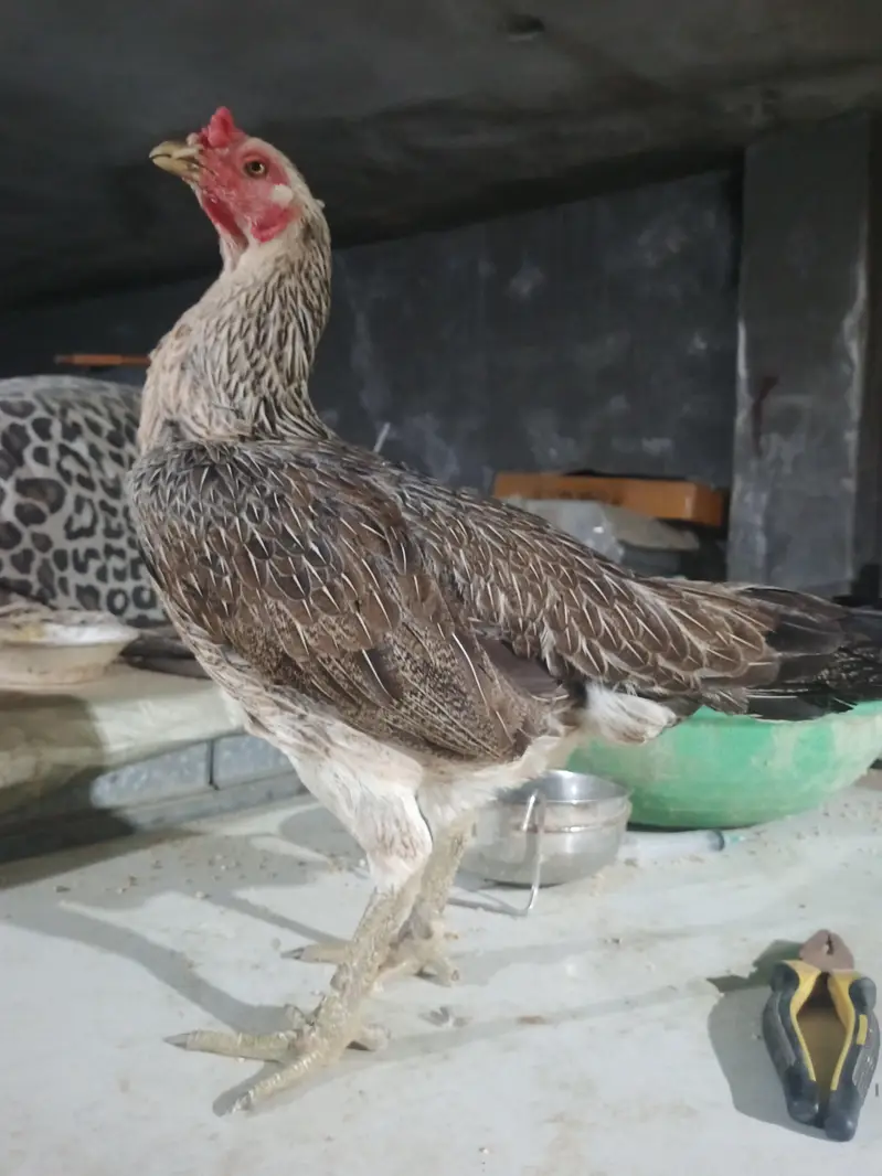 Burma 03193815906 — photo 3