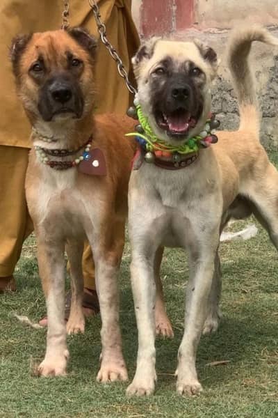 Alabai Pair / security Dog / Afghan Kochi / King kurdish kangal pair
