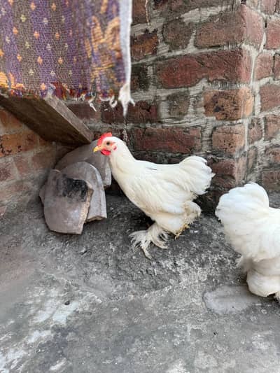 BENTAM MALE AVAILABLE