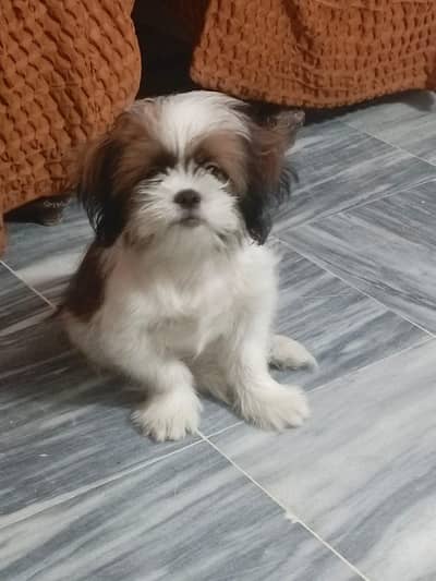 shih tzu male puppy or sale