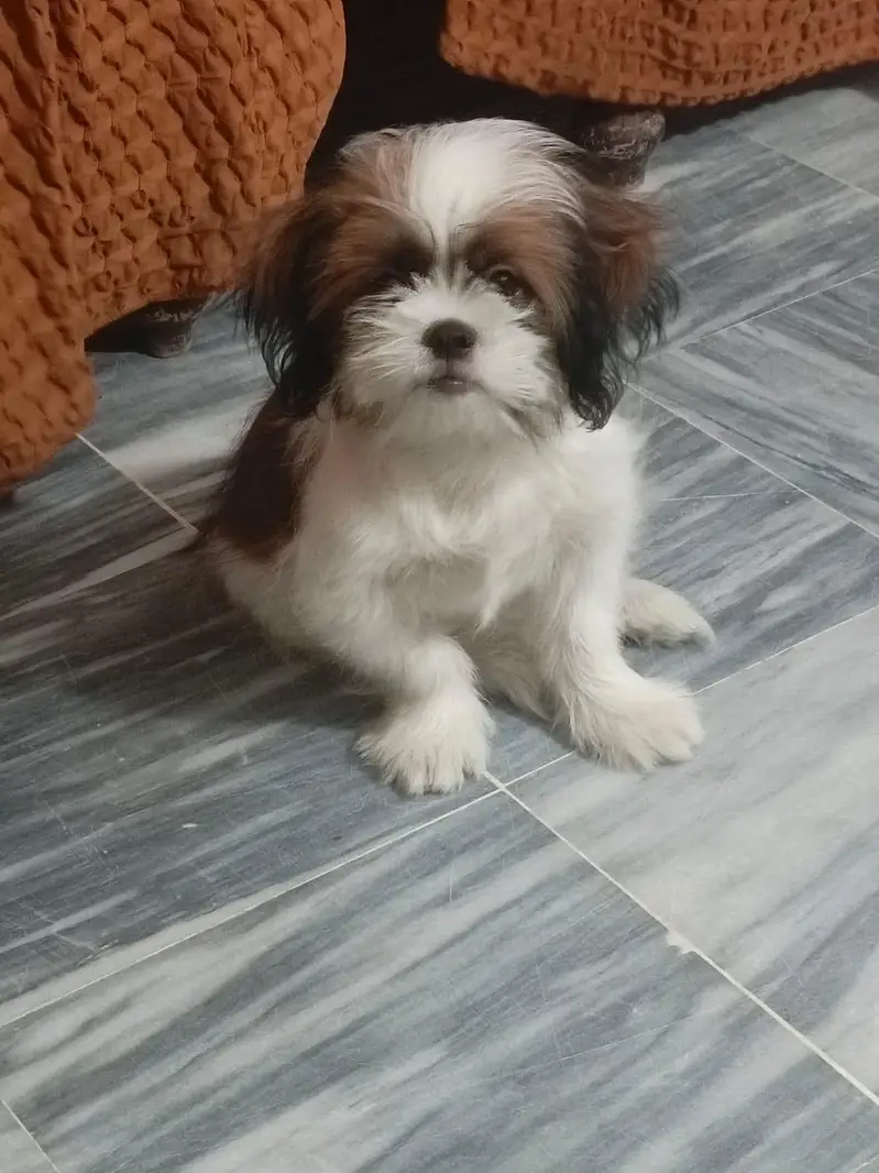 shih tzu male puppy or sale — photo 2