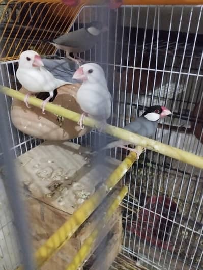 2 java finch 1 white hor Gray 8 cocktail Box