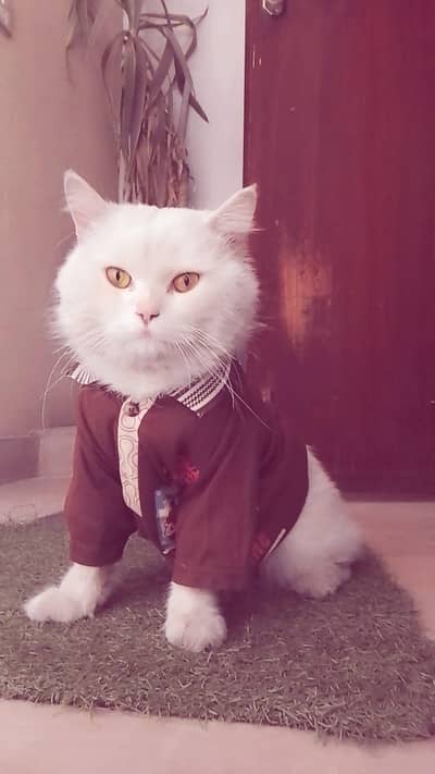 golden eyes pure white colour person male cat