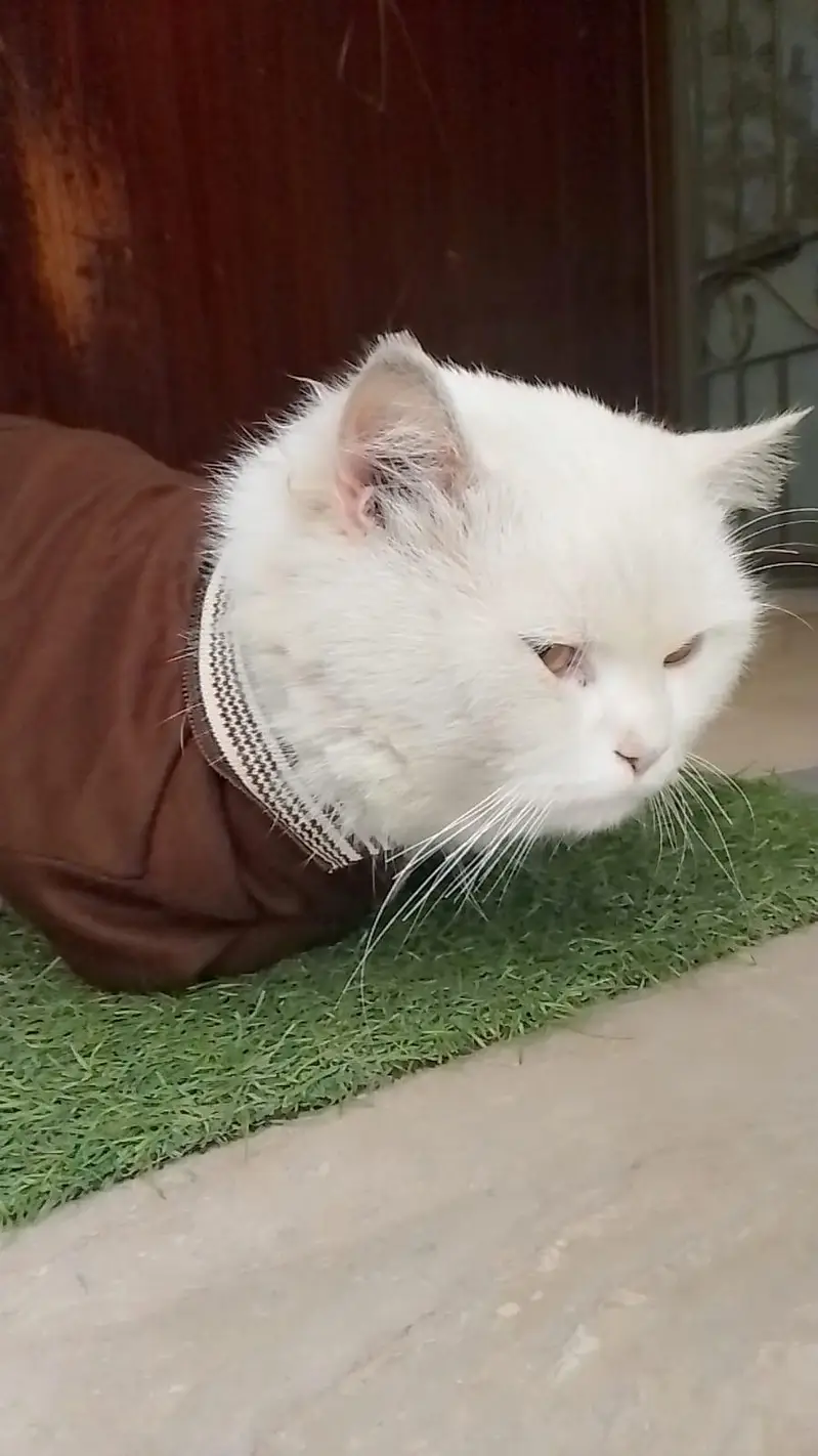 golden eyes pure white colour person male cat — photo 2