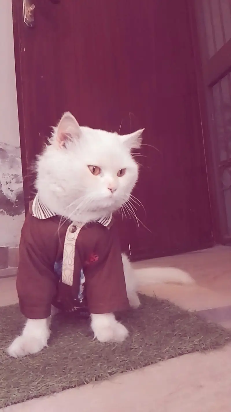 golden eyes pure white colour person male cat — photo 3