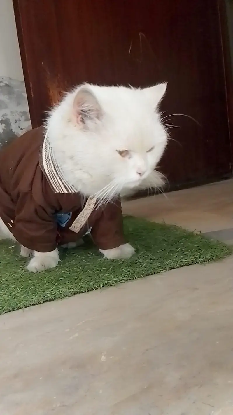 golden eyes pure white colour person male cat — photo 4