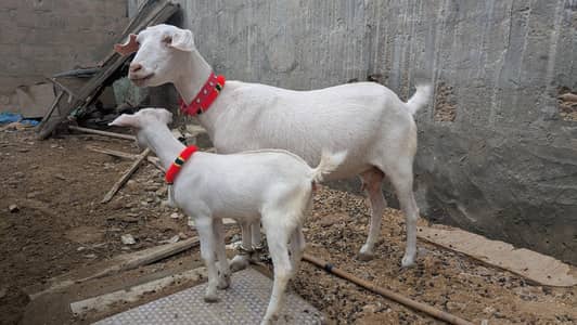 Tedd bakri bachai Kai Sath