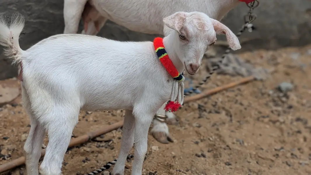 Tedd bakri bachai Kai Sath — photo 2
