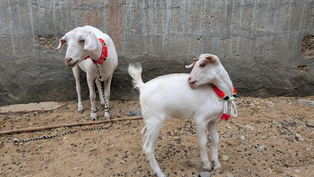 Tedd bakri bachai Kai Sath — photo 3