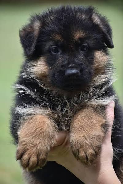 pedigree non pedigree puppy available top quality