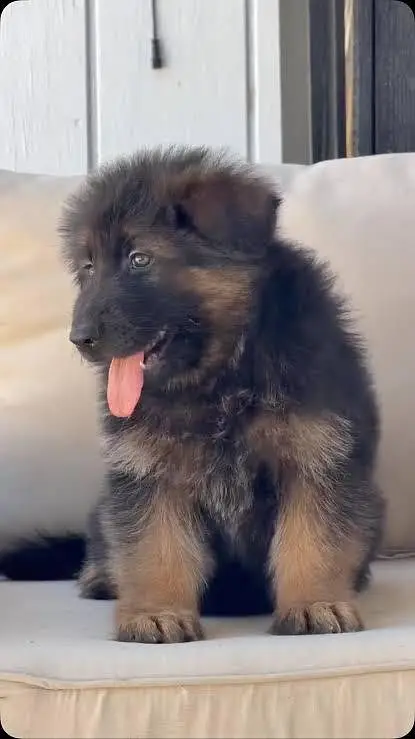 pedigree non pedigree puppy available top quality — photo 2