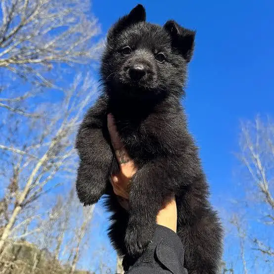 pedigree non pedigree puppy available top quality — photo 3