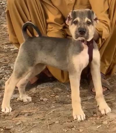 Alabai Pair / security Dog / Afghan Kochi / King kurdish kangal pair