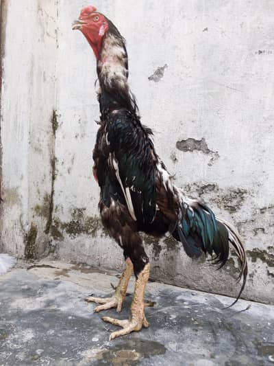 oh shamo imported for sale healthy active