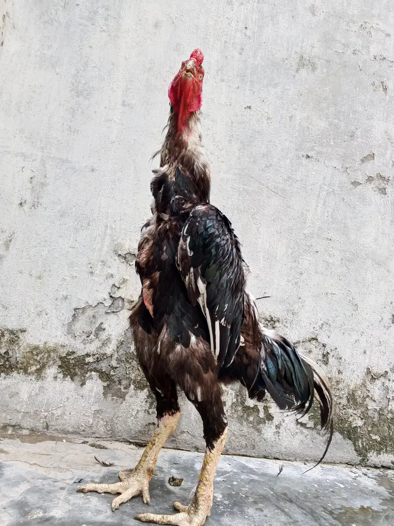 oh shamo imported for sale healthy active — photo 2