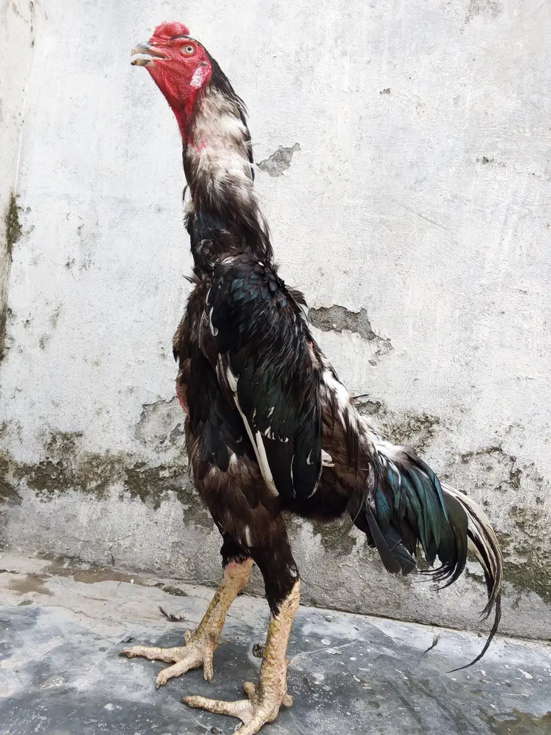 oh shamo imported for sale healthy active — photo 3