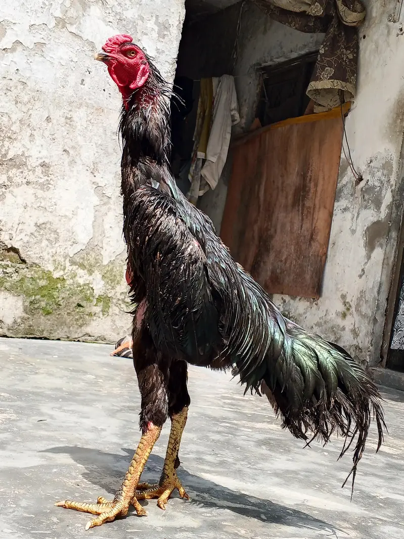 oh shamo imported for sale healthy active — photo 5
