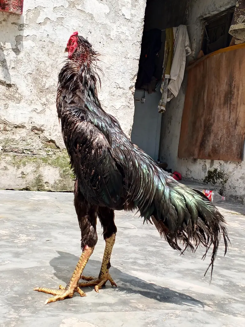 oh shamo imported for sale healthy active — photo 6