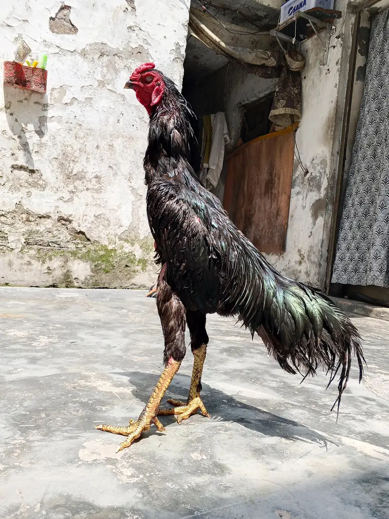 oh shamo imported for sale healthy active — photo 7