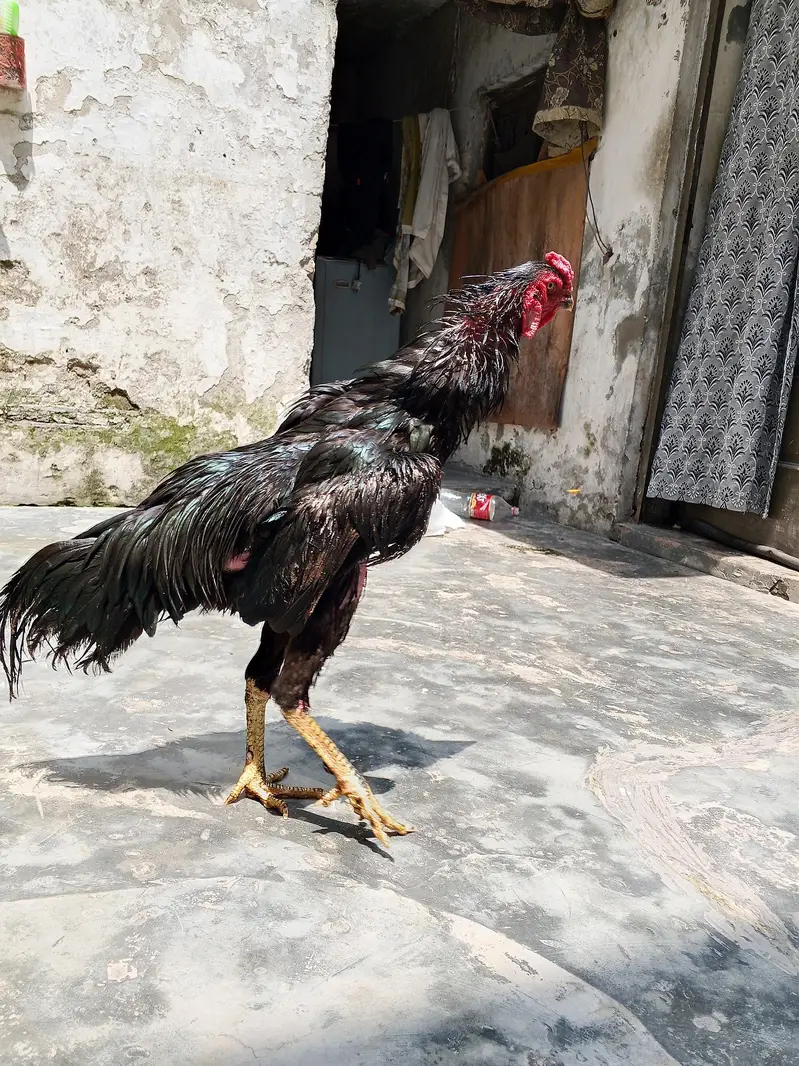 oh shamo imported for sale healthy active — photo 8