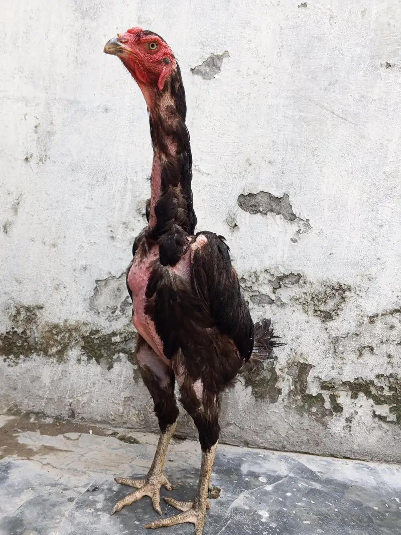 oh shamo imported for sale healthy active — photo 10