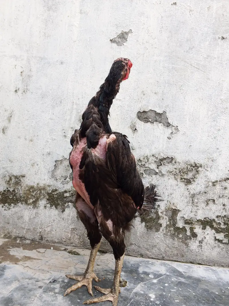 oh shamo imported for sale healthy active — photo 12
