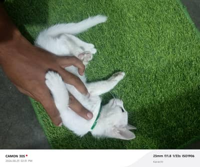 1 persian baby cat femail