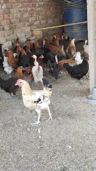 pure Desi and golden misri hen Murghi for sale egg laying