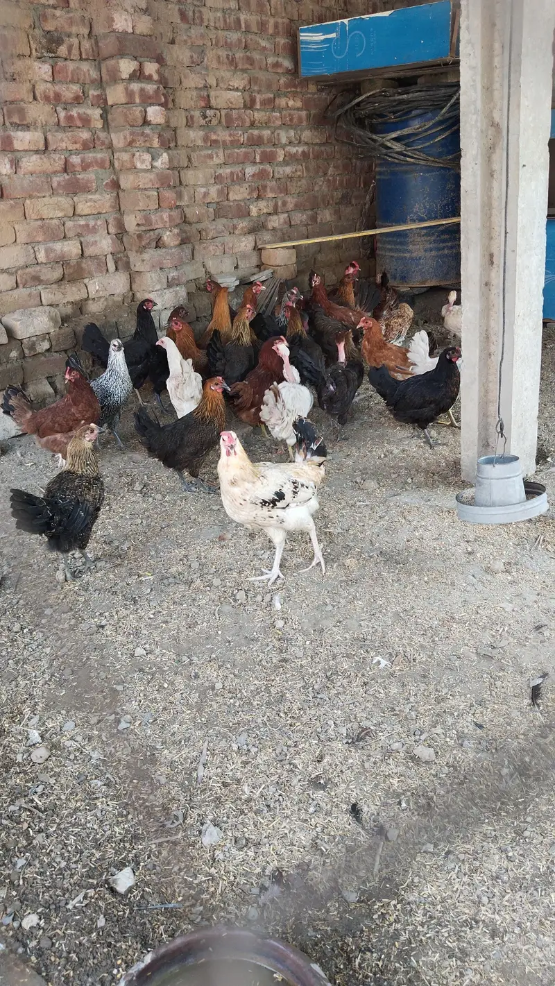 pure Desi and golden misri hen Murghi for sale egg laying — photo 2