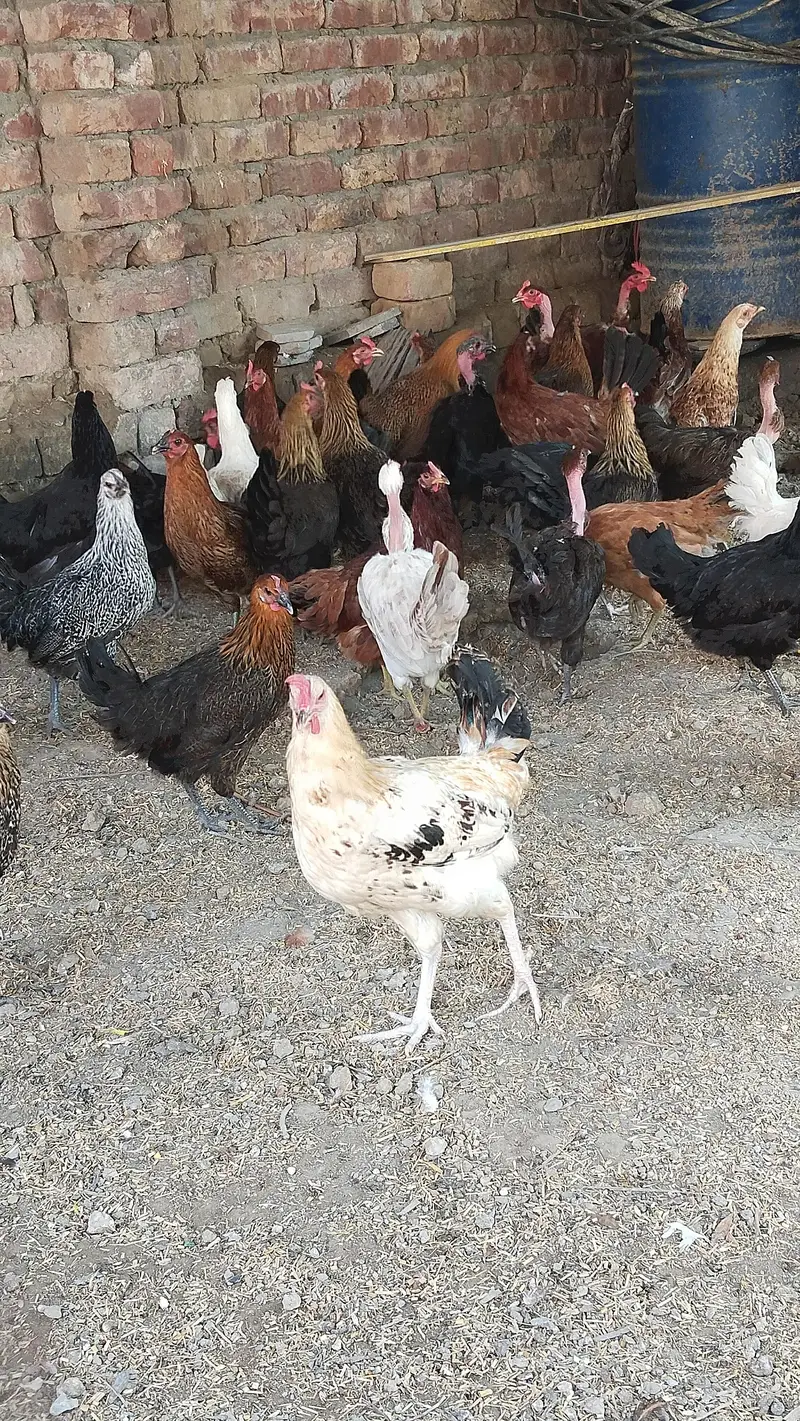 pure Desi and golden misri hen Murghi for sale egg laying — photo 3