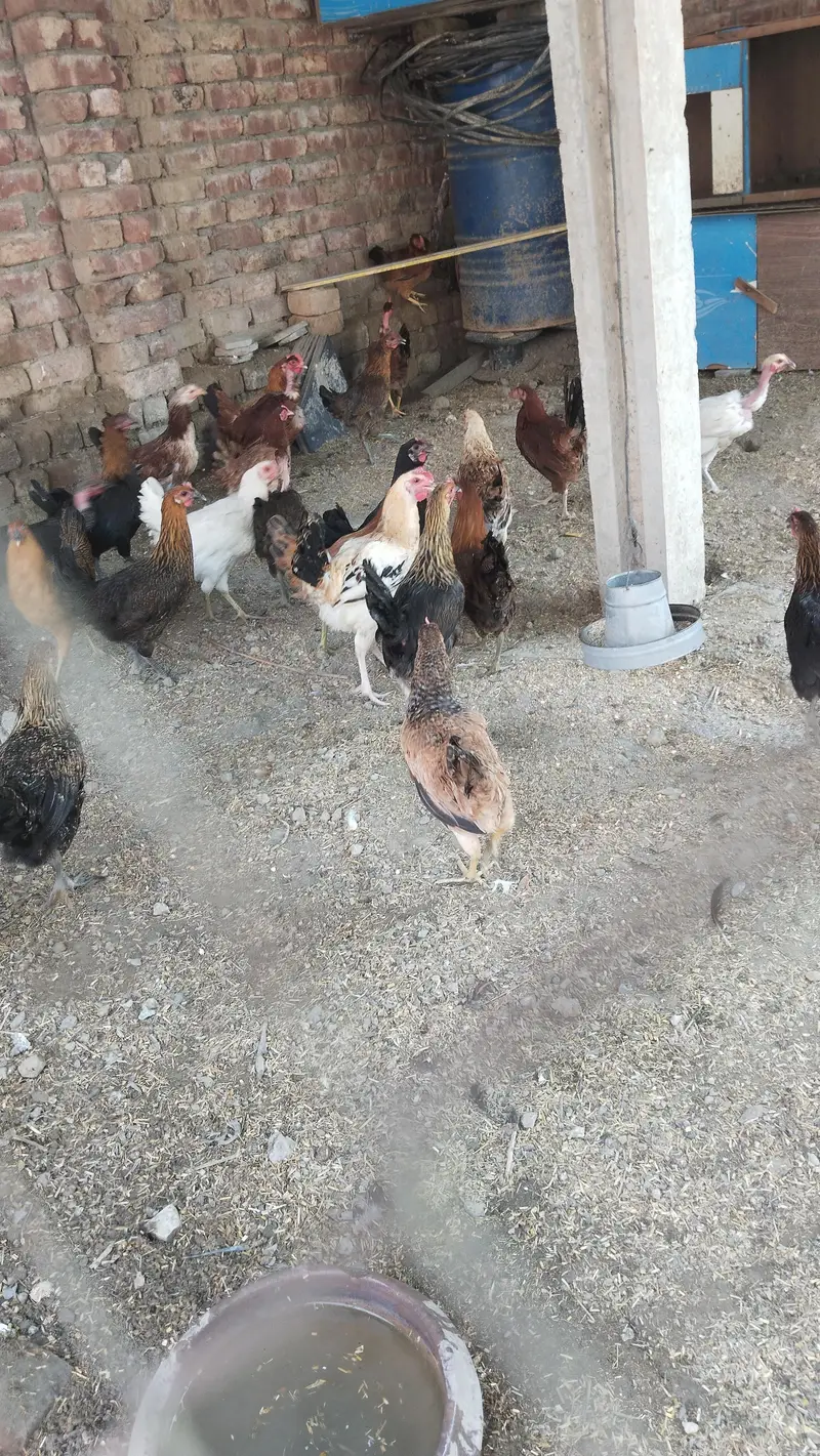 pure Desi and golden misri hen Murghi for sale egg laying — photo 4
