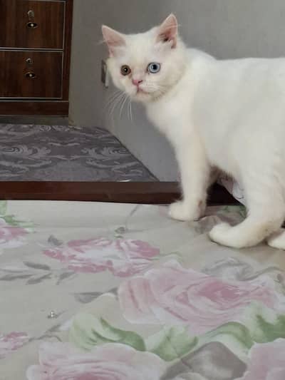 Cat for sale
