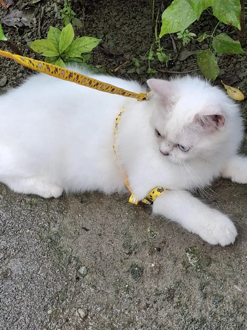 Cat for sale — photo 2