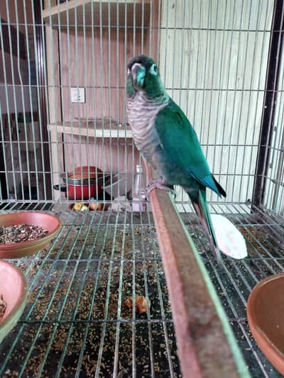 blue turquoise/torquoise  adult conure male available