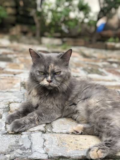 Persian  cat for sale