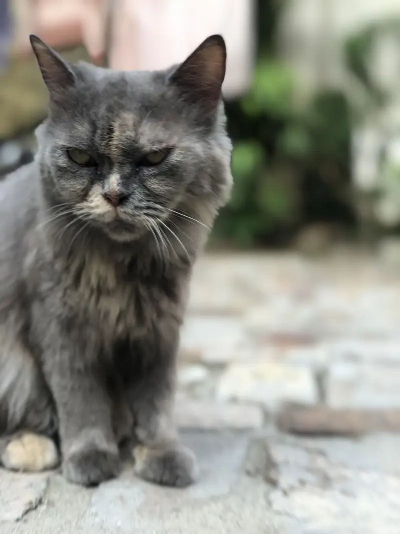 Persian  cat for sale — photo 2